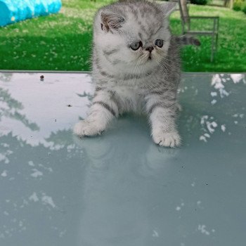 chaton Exotic Shorthair black silver shaded Walter White Chatterie Echo de Narcisse