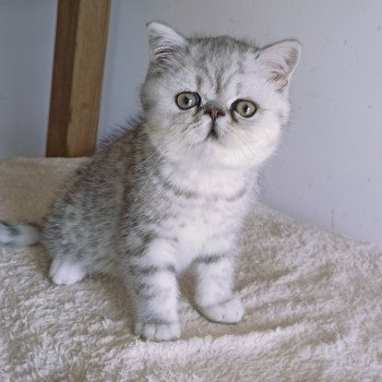 chaton Exotic Shorthair black silver shaded Walter White Chatterie Echo de Narcisse