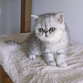 chaton Exotic Shorthair black silver shaded Walter White Chatterie Echo de Narcisse