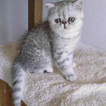 chaton Exotic Shorthair black silver shaded Walter White Chatterie Echo de Narcisse