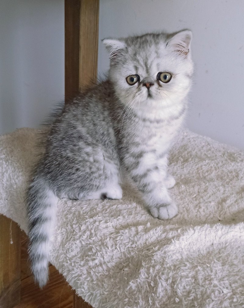 Echo de Narcisse Walter White Mâle Exotic Shorthair