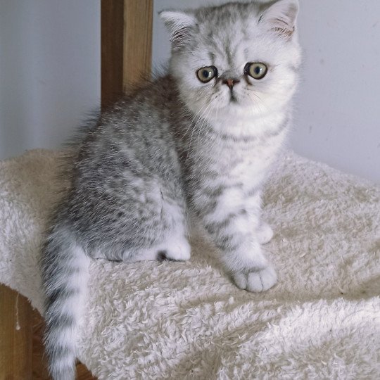 Echo de Narcisse Walter White Mâle Exotic Shorthair