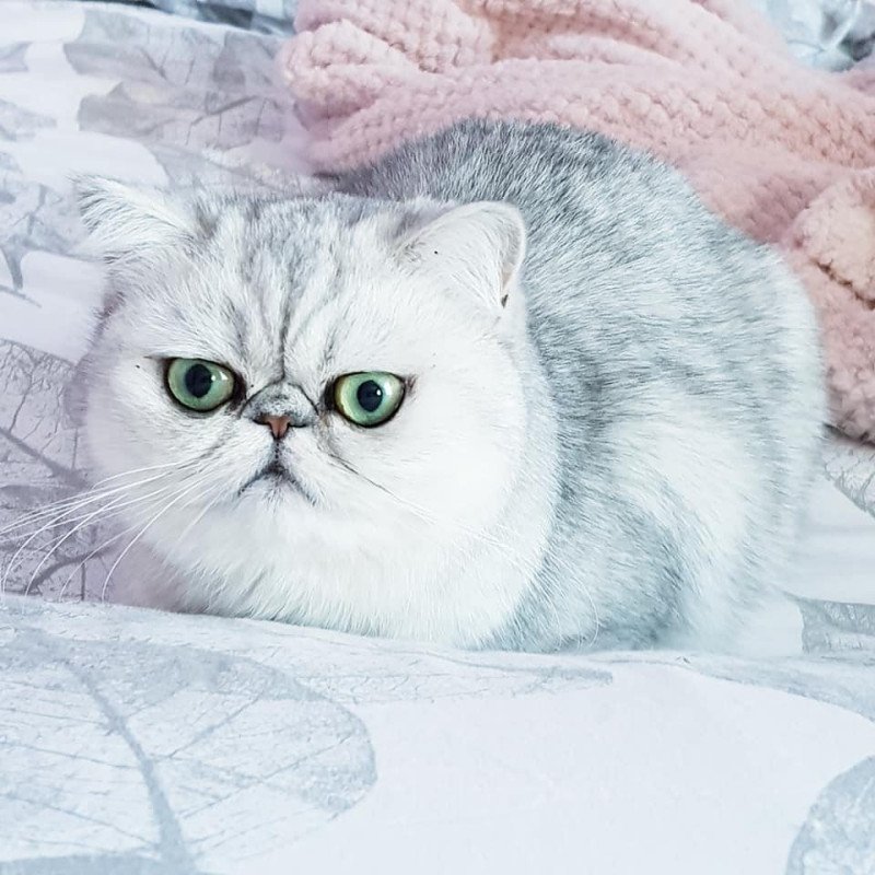 Oum Popotte du Vignoble étoilé Femelle Exotic Shorthair