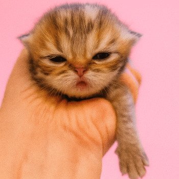 chaton Persan black golden shaded Anshar Chatterie Echo de Narcisse chaton Persan black golden shaded Anshar Chatterie Echo de Narcisse