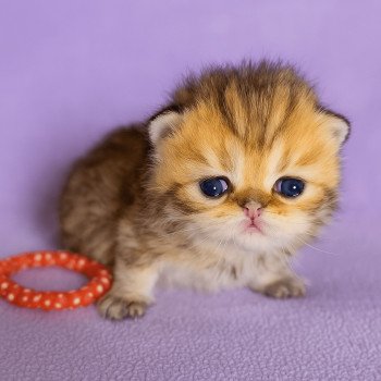 chaton Persan black golden shaded Anshar Chatterie Echo de Narcisse
