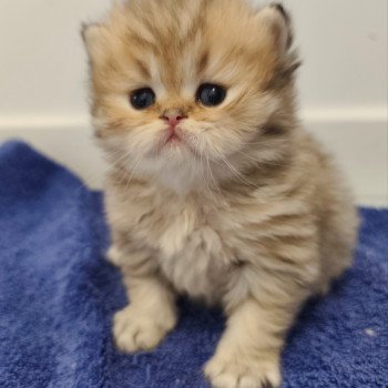 chaton Persan black golden shaded Anshar Chatterie Echo de Narcisse