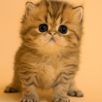 chaton Persan black golden shaded Anshar Chatterie Echo de Narcisse
