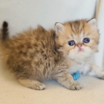 chaton Persan black golden shaded Anshar Chatterie Echo de Narcisse