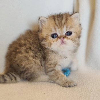chaton Persan black golden shaded Anshar Chatterie Echo de Narcisse