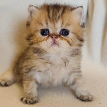 chaton Persan black golden shaded Anshar Chatterie Echo de Narcisse