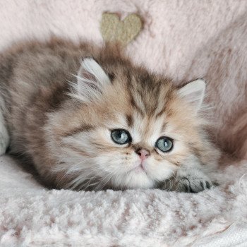 chaton Persan black golden shaded Anshar Chatterie Echo de Narcisse chaton Persan black golden shaded Anshar Chatterie Echo de Narcisse