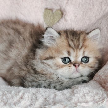 chaton Persan black golden shaded Anshar Chatterie Echo de Narcisse chaton Persan black golden shaded Anshar Chatterie Echo de Narcisse