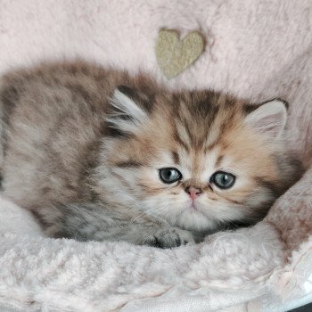 chaton Persan black golden shaded Anshar Chatterie Echo de Narcisse chaton Persan black golden shaded Anshar Chatterie Echo de Narcisse