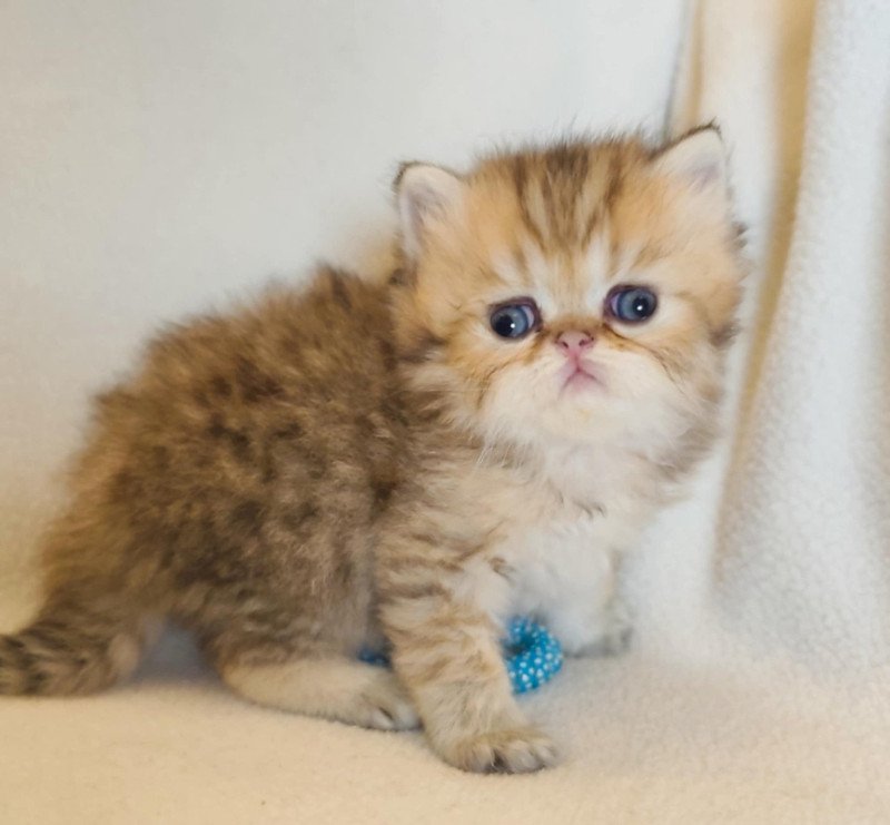 Echo de Narcisse Azure Mâle Persan