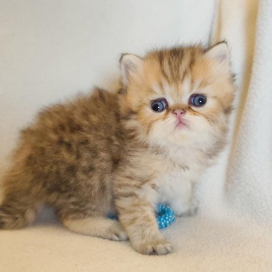 Echo de Narcisse Azure Mâle Persan