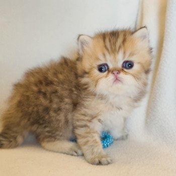 chaton Persan black golden shaded Azure Chatterie Echo de Narcisse