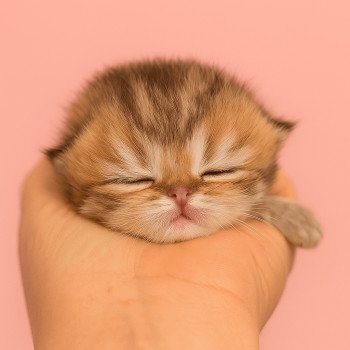 chaton Persan black golden shaded Apsû Chatterie Echo de Narcisse chaton Persan black golden shaded Apsû Chatterie Echo de Narcisse