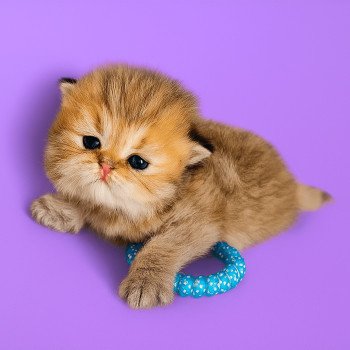 chaton Persan black golden shaded Apsû Chatterie Echo de Narcisse
