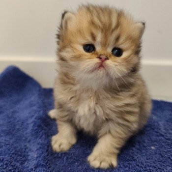 chaton Persan black golden shaded Apsû Chatterie Echo de Narcisse