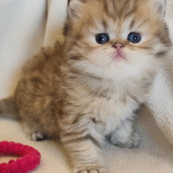 chaton Persan black golden shaded Apsû Chatterie Echo de Narcisse