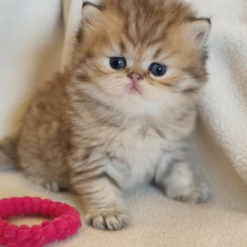 chaton Persan black golden shaded Apsû Chatterie Echo de Narcisse