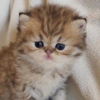chaton Persan black golden shaded Apsû Chatterie Echo de Narcisse