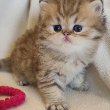 chaton Persan black golden shaded Apsû Chatterie Echo de Narcisse