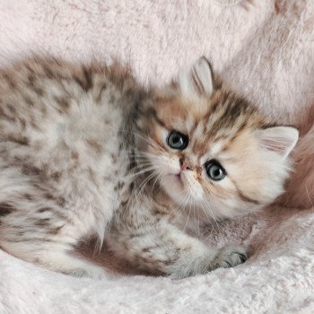chaton Persan black golden shaded Apsû Chatterie Echo de Narcisse chaton Persan black golden shaded Apsû Chatterie Echo de Narcisse