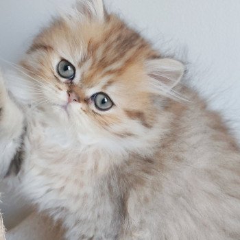 chaton Persan black golden shaded Apsû Chatterie Echo de Narcisse