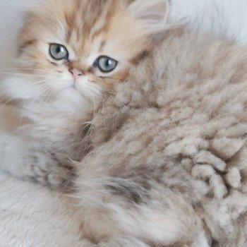 chaton Persan black golden shaded Apsû Chatterie Echo de Narcisse