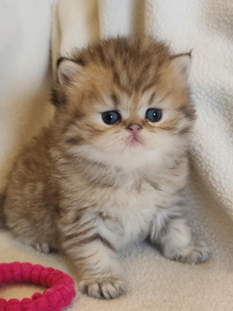 Echo de Narcisse AMOS Mâle Persan