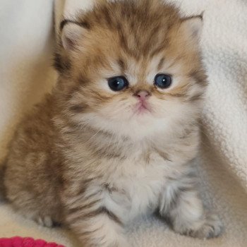 chaton Persan black golden shaded AMOS Chatterie Echo de Narcisse