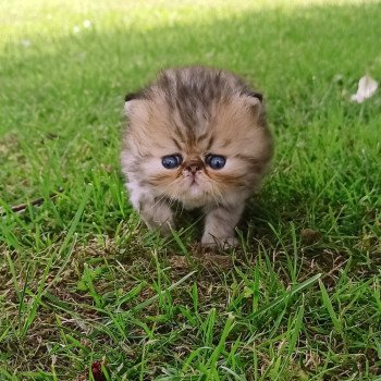 chaton Persan black golden shaded Male G2 Chatterie Echo de Narcisse