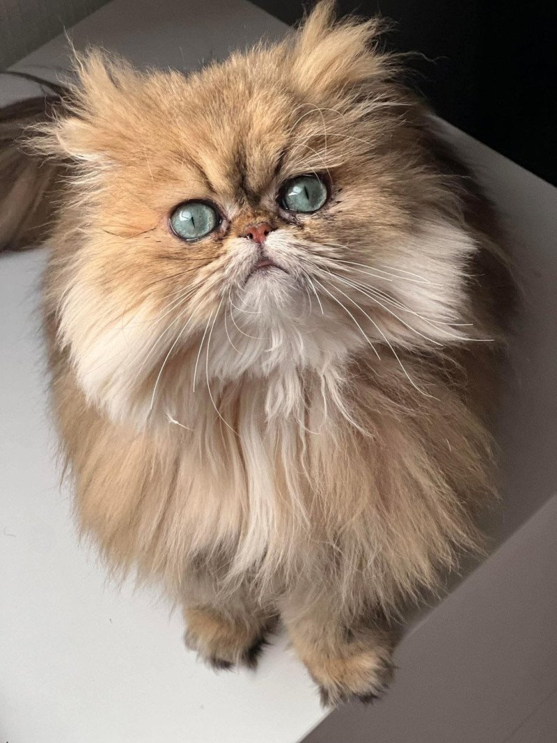 Uster Des Plumes d'Hyrôme Mâle Persan