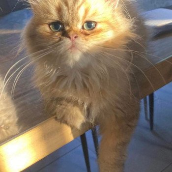 chat Persan black golden shaded Uster Chatterie Echo de Narcisse