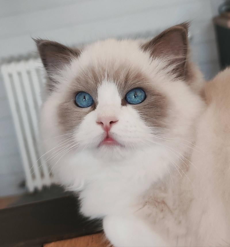 Amedeo Mâle Ragdoll