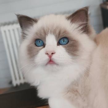 chaton Ragdoll blue point bicolor Amedeo Chatterie Echo de Narcisse