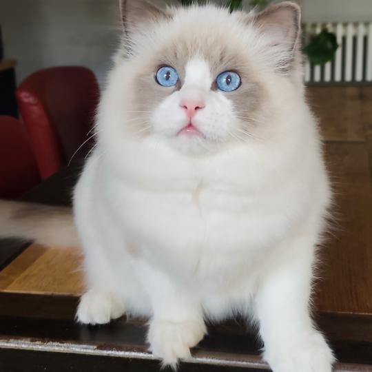 Amedeo Mâle Ragdoll