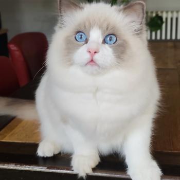 chaton Ragdoll blue point bicolor Amedeo Chatterie Echo de Narcisse
