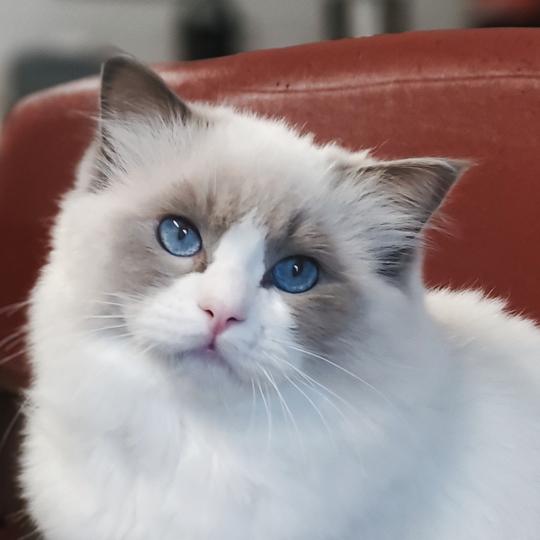 Amedeo Mâle Ragdoll