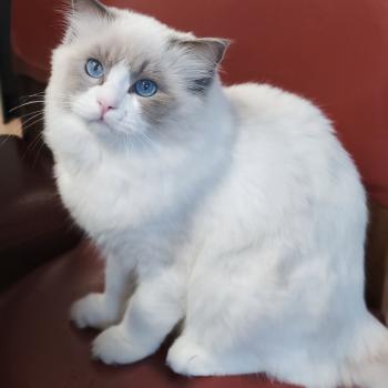 chaton Ragdoll blue point bicolor Amedeo Chatterie Echo de Narcisse