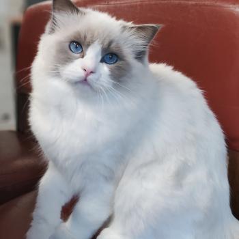 chaton Ragdoll blue point bicolor Amedeo Chatterie Echo de Narcisse