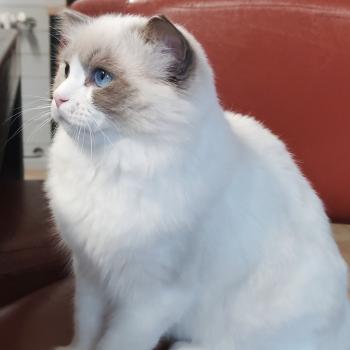 chaton Ragdoll blue point bicolor Amedeo Chatterie Echo de Narcisse
