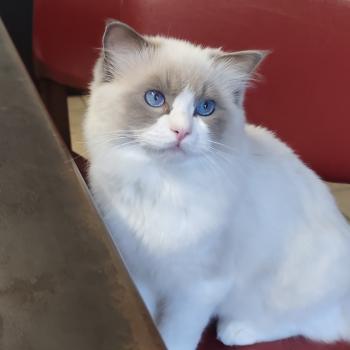 chaton Ragdoll blue point bicolor Amedeo Chatterie Echo de Narcisse