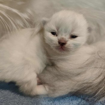 chaton Ragdoll brown tabby mitted Asmar Chatterie Echo de Narcisse chaton Ragdoll brown tabby mitted Asmar Chatterie Echo de Narcisse