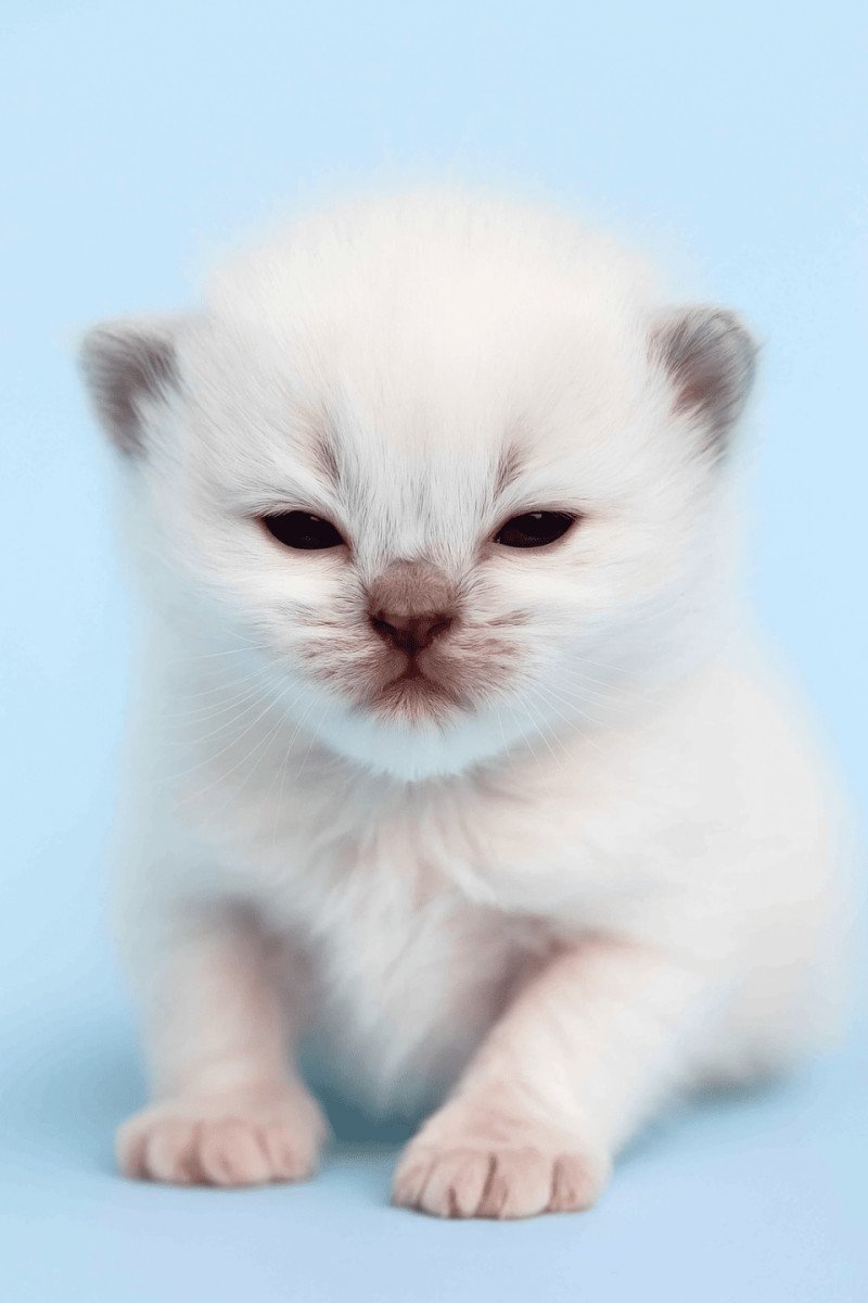 Echo de Narcisse Asmar Mâle Ragdoll Echo de Narcisse Asmar Mâle Ragdoll