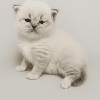 chaton Ragdoll brown tabby mitted Asmar Chatterie Echo de Narcisse