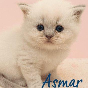 chaton Ragdoll brown tabby mitted Asmar Chatterie Echo de Narcisse