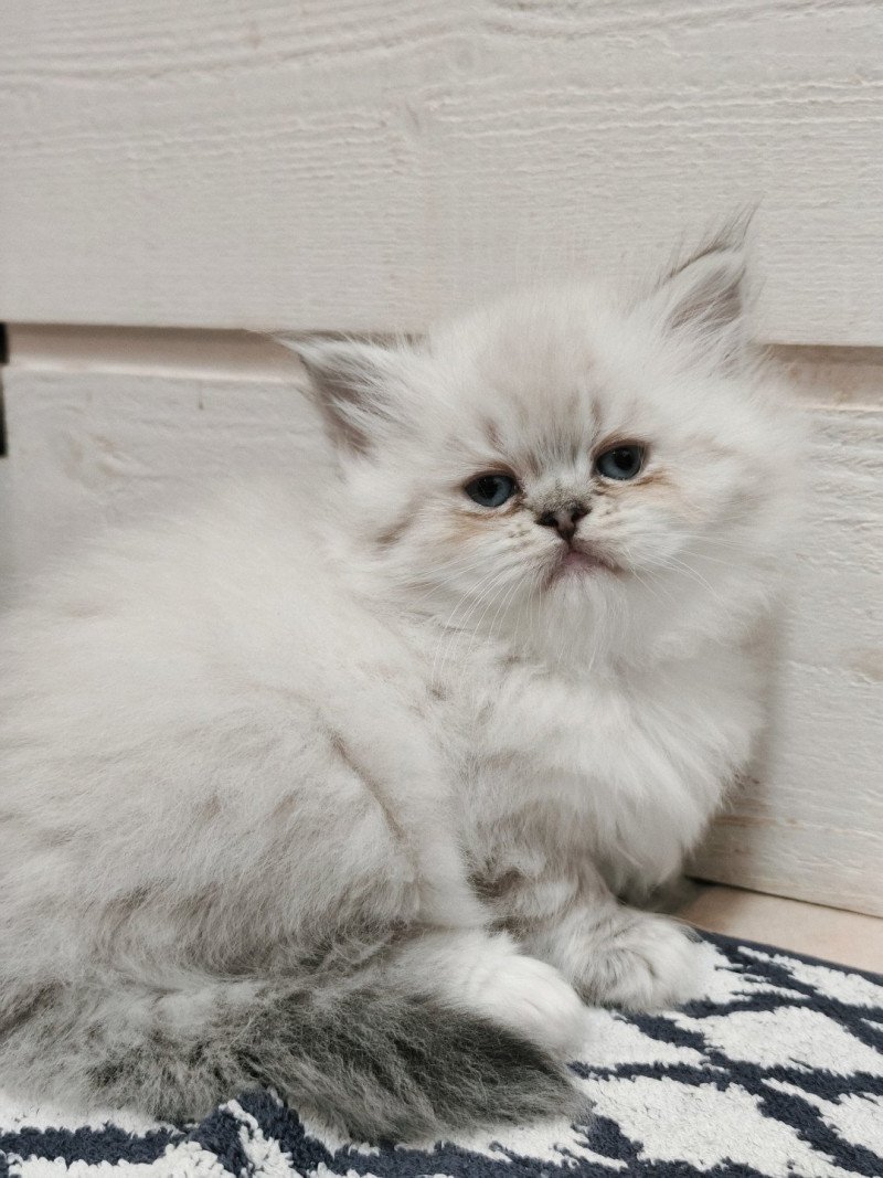 Echo de Narcisse Asmar Mâle Ragdoll