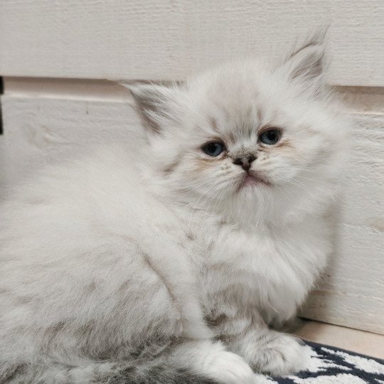 Echo de Narcisse Asmar Mâle Ragdoll
